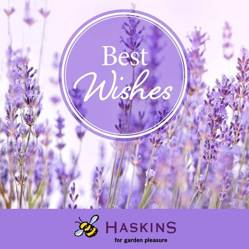 Best Wishes - Lavender